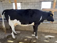 Lembu betina, Russian Black pied cattle — foto 2