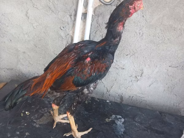 Chickens — Asarbajan