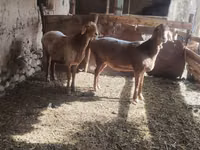 میش, گوسفند — عکس 2