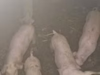 Boar, Pigs — photo 2