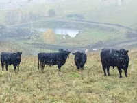 İnək, Galloway inəyi — foto 3