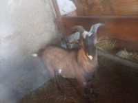Jarac, Nubian Goat — fotografija 7