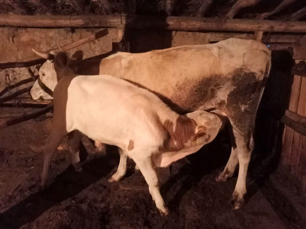 Bull, Cattle — Kazakhstan