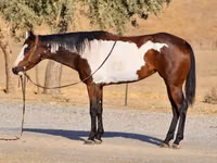 Mare, National Show Horse — photo 7