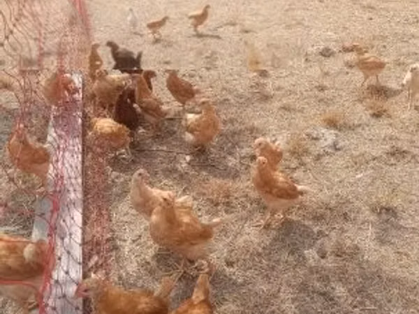 Chickens — Угорщина