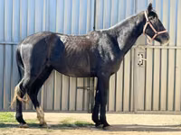 اسب نر, اسب — عکس 4