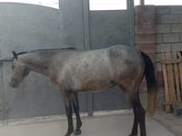 Horse (M), Horses — photo 5