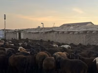 Ram, Hissar sheep — photo 1