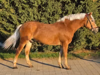 گھوڑا, Haflinger — تصویر 2
