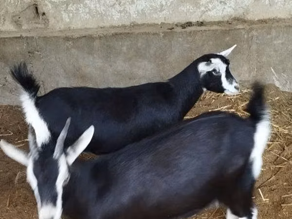 Cabra, Alpine goat
