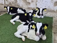 Cattle (batch, sex not specified), Russian Black pied cattle — photo 2