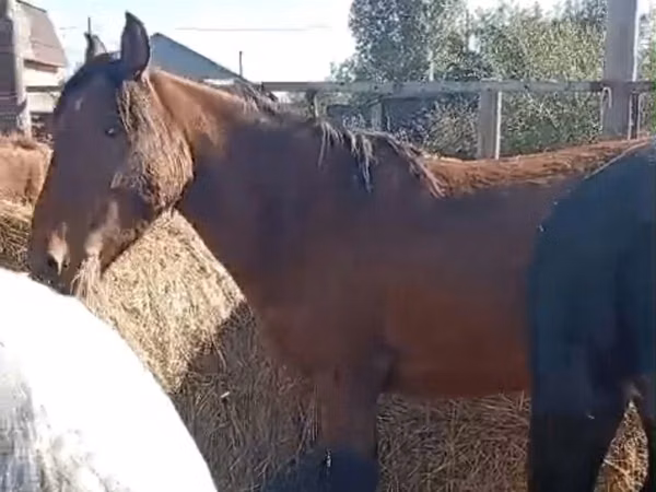 مادیان, Kazakh horse