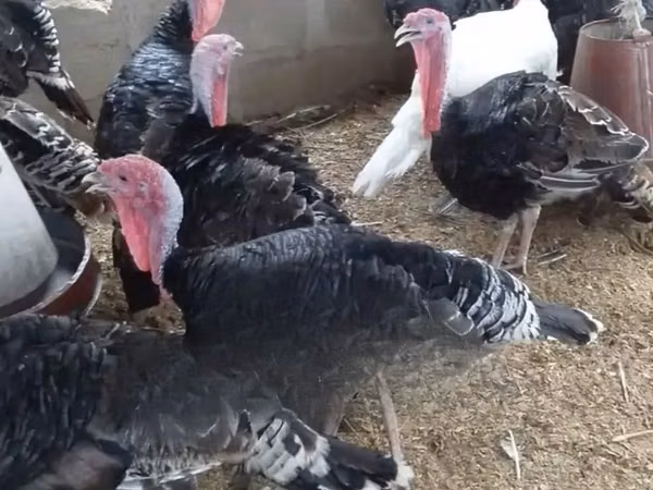 Turkeys