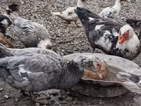 Muscovy Domestik — foto 2