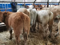 Sığır (parti, cinsiyet belirtilmedi), Simmental cattle — foto 3