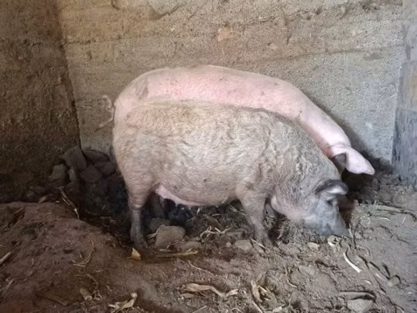 Boar,  — Hungary