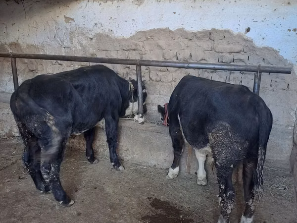 Bull, Aberdeen-Angus — Kazakhstan