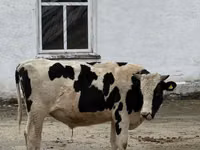 公牛, Holstein breed — 照片 2