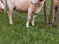 Kambing jantan, Sheep — foto 3