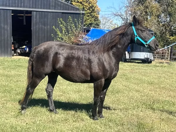 Mare, Black Sea breed