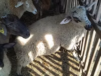 Ram, White Suffolk sheep — photo 1