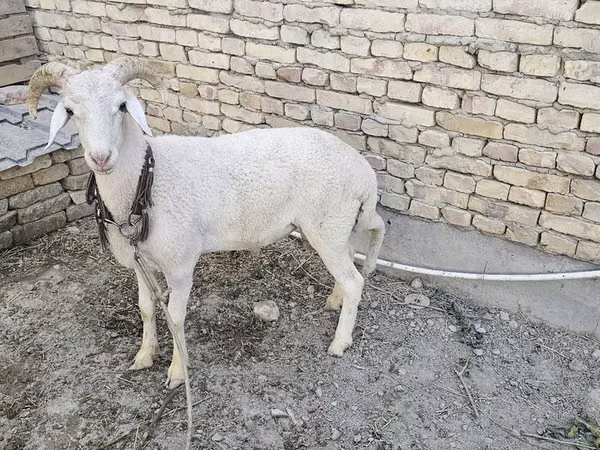Ram, Merino sheep