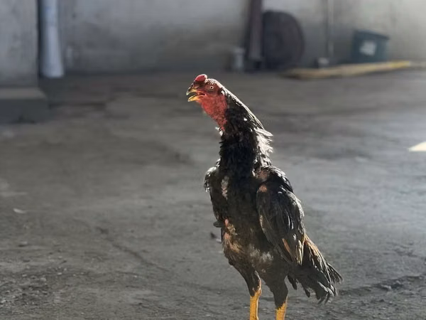 Chickens — ازبکستان