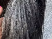 گھوڑی, گھوڑے — تصویر 3