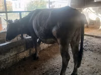 Cow, Alatau breed — photo 1