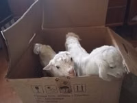 ஆண் வெள்ளாடு, Saanen goat — புகைப்படம் 5