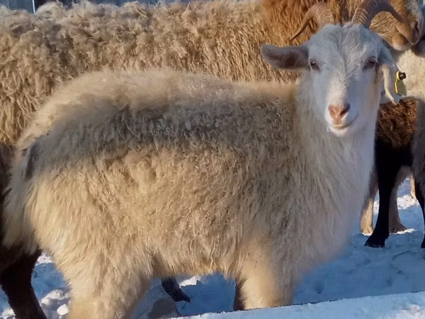 Sheep, Sheep