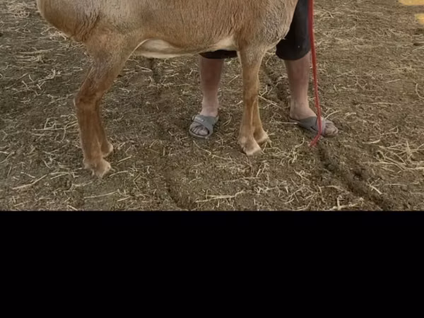 میش, Arashan sheep — قرقیزستان