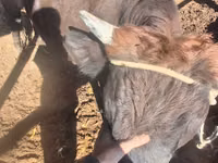公牛, Cattle — 照片 2