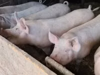Scrofa — foto 3