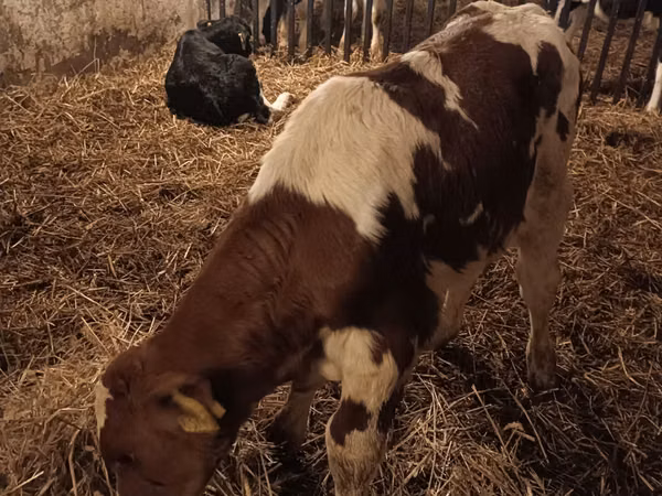 Boğa, Simmental cattle
