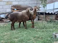 میش, Arashan sheep — عکس 6