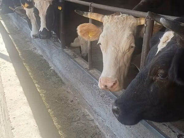 Ko, Holstein-race