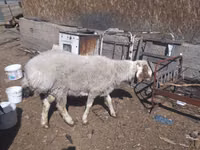 የጎትት አውራ በግ, Sheep — ፎቶ 1