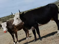 Vaca, Ganado vacuno — foto 7