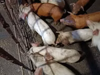 Sow, Pigs — photo 5