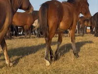 Ngựa đực, Mugalzhar horse — ảnh 6