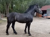 Horse (M), Friesian — photo 1