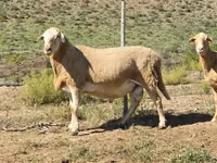 公羊, Sheep — 照片 8