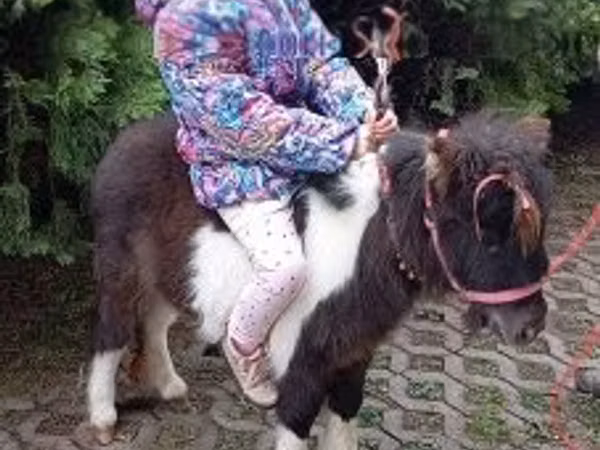 Hingst, Falabella