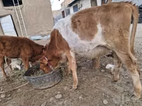 Ko, Simmental cattle — foto 3