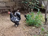 Chickens — photo 4
