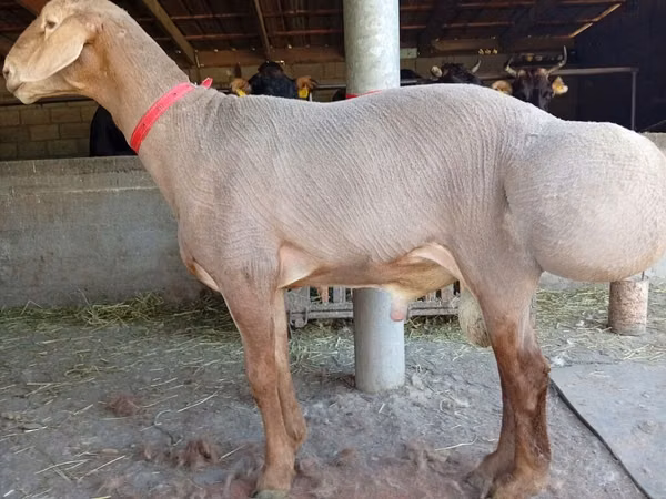Ram, Edilbay sheep — Kyrgyzstan