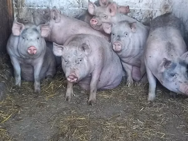 Sow, Pigs