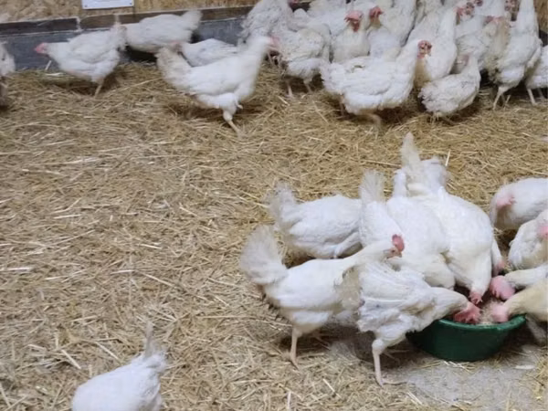 Chickens — Uzbekistan