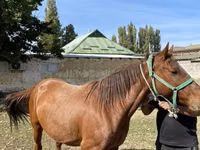 Модиён, Kazakh horse — акс 2